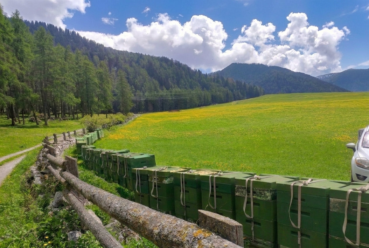 Unsere Bienenwanderung zum Löwenzahn am Haidersee auf 1.400 Metern